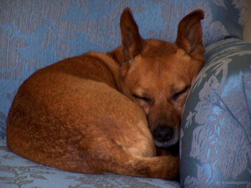 Augie in the Blue Chair