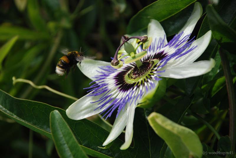 Bee Fly