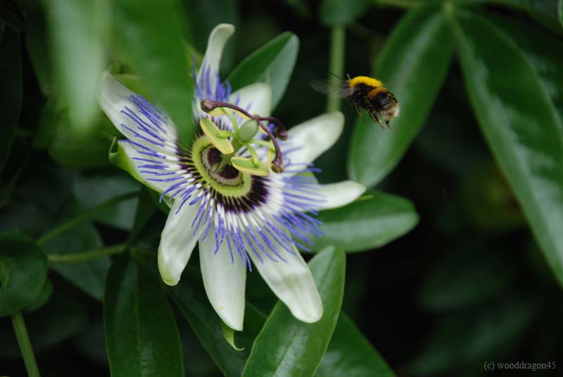 Bee flower