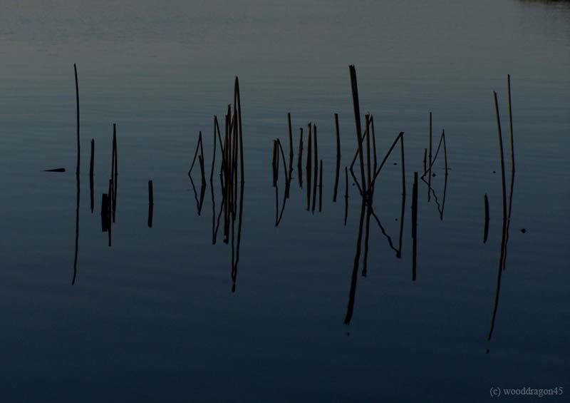 Black Reeds