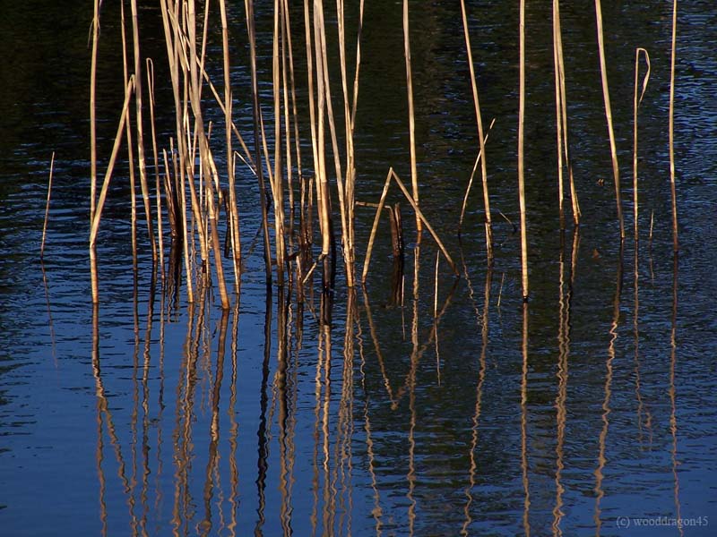 Blue Reeds Reflection