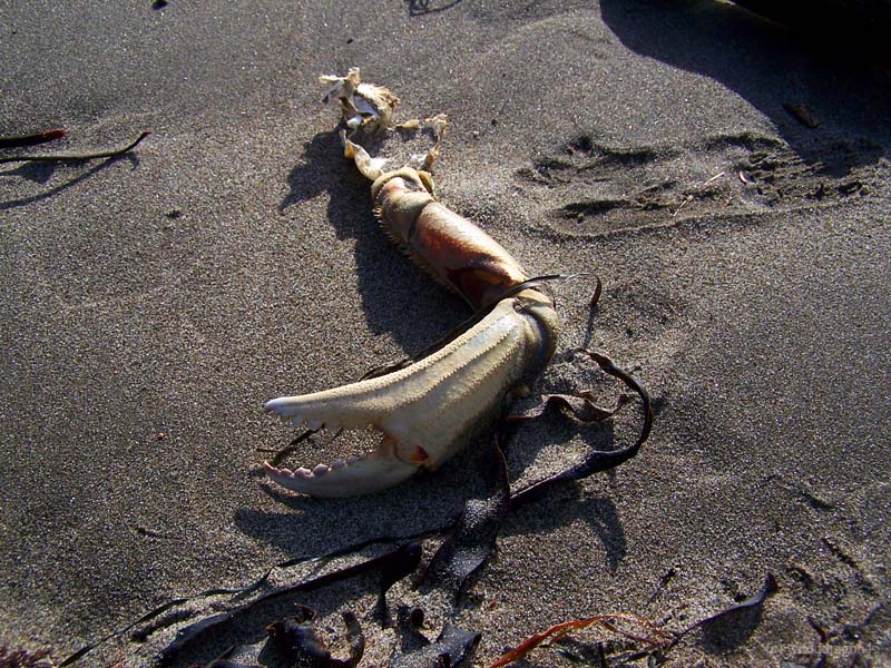 Crabby day at Dog Beach