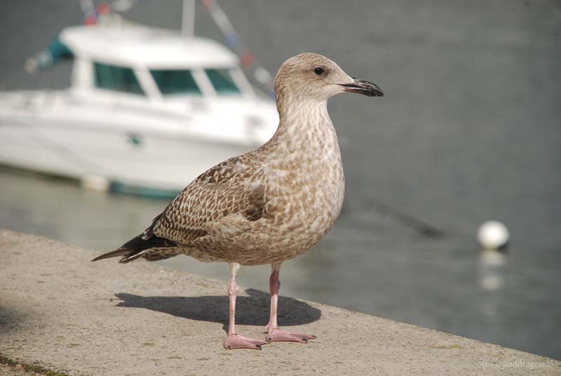 Devon Gull