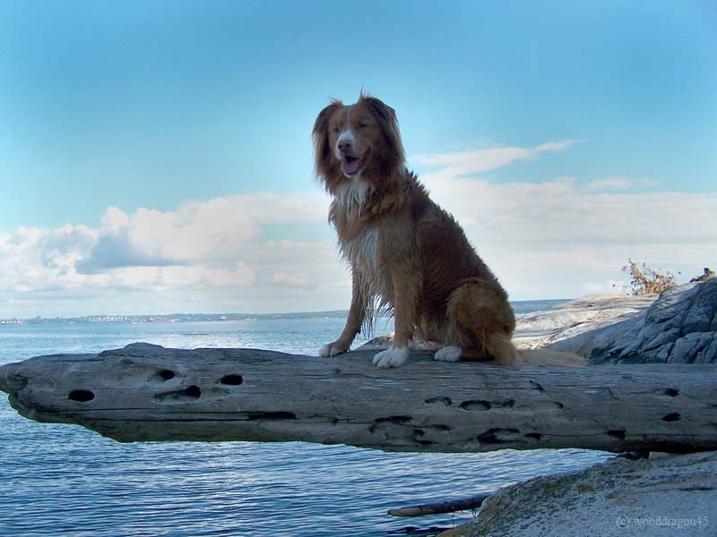 Dog on a log