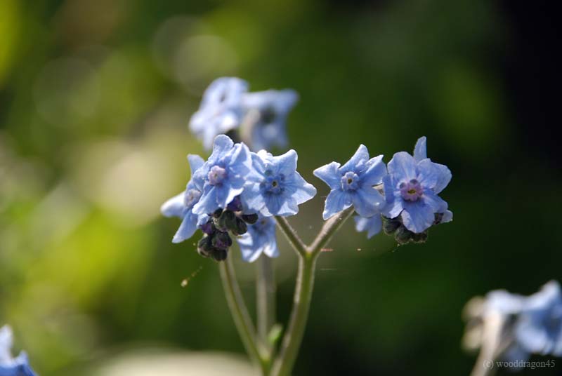 Forget Me Nots