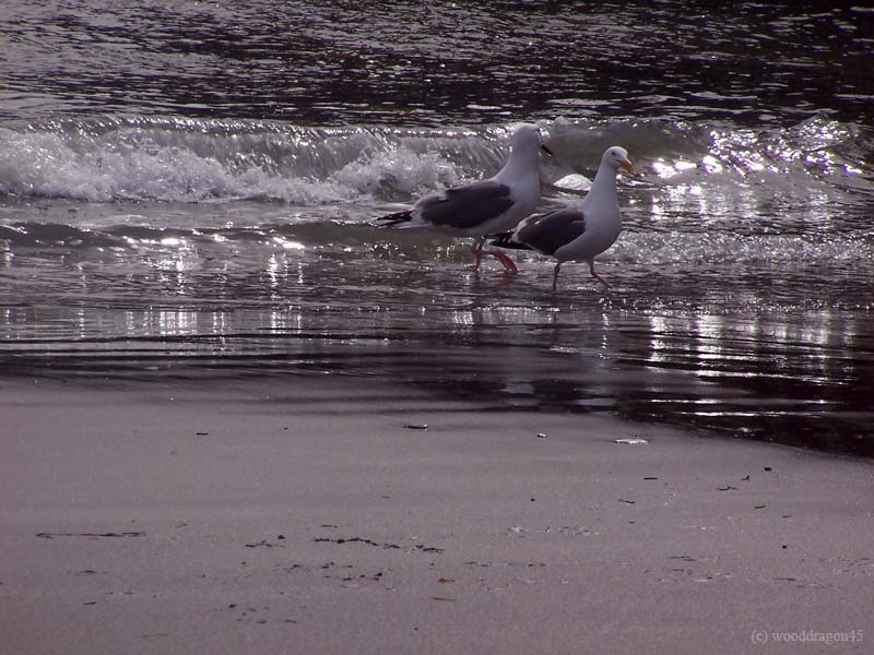 Gulls and Light