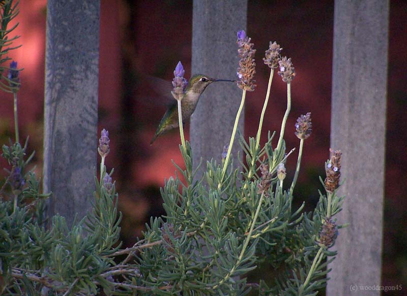 Hummingbird on Lavender