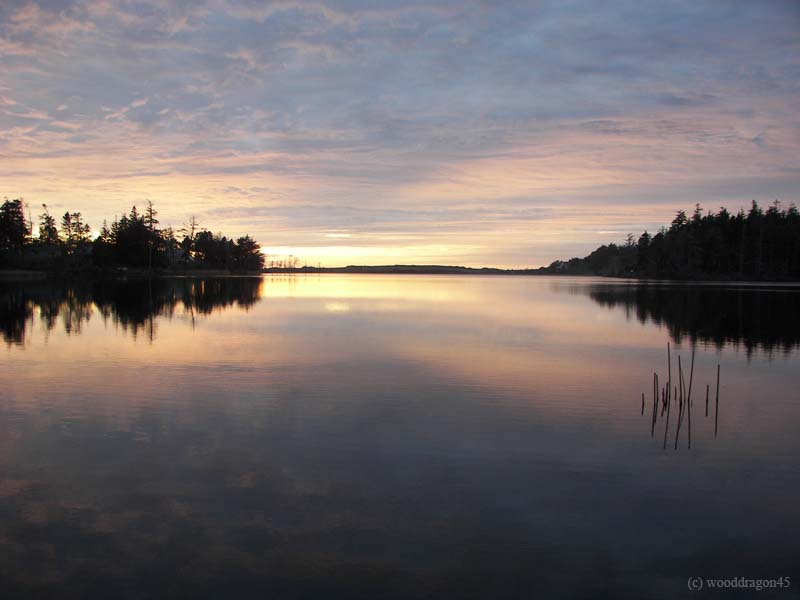 Lake Light Reed