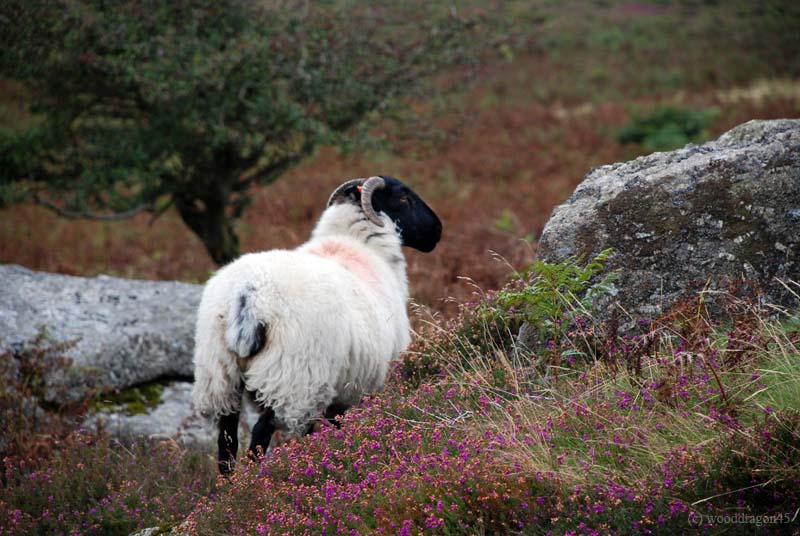 Moorland Sheep