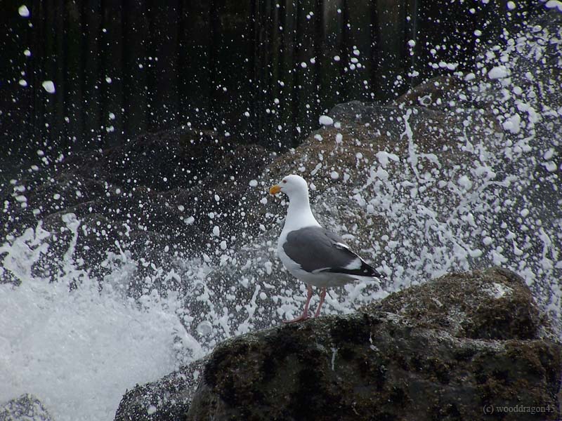 Pacific Gull