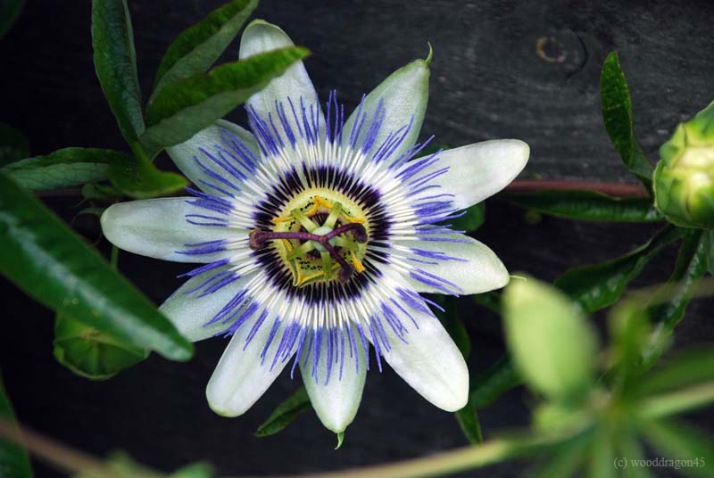 Passion Flower