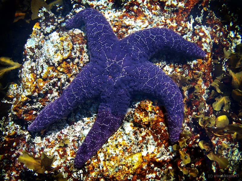 Purple Starfish