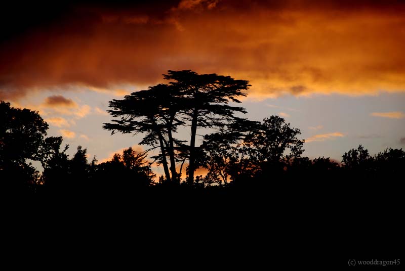 Red Sky Trees