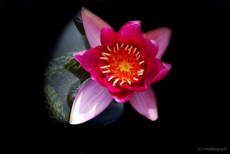 Red Water Lily