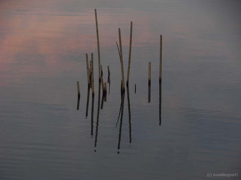 Reeds Clouds