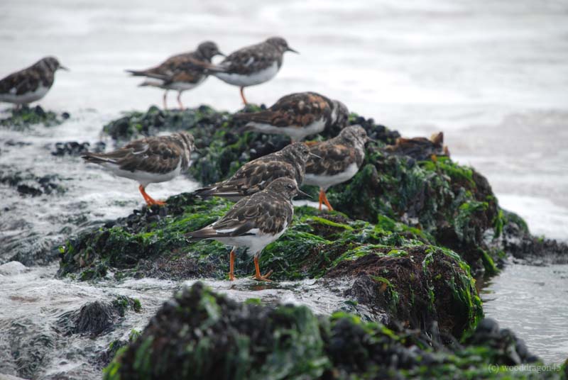 Rockpool Gang