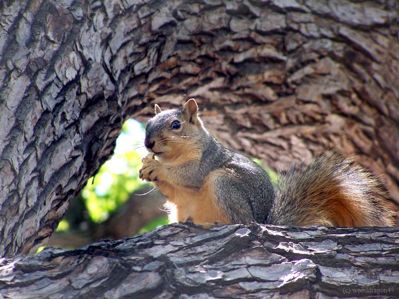 Squirrel in Tree