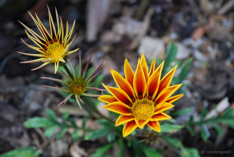 Sun Flowers