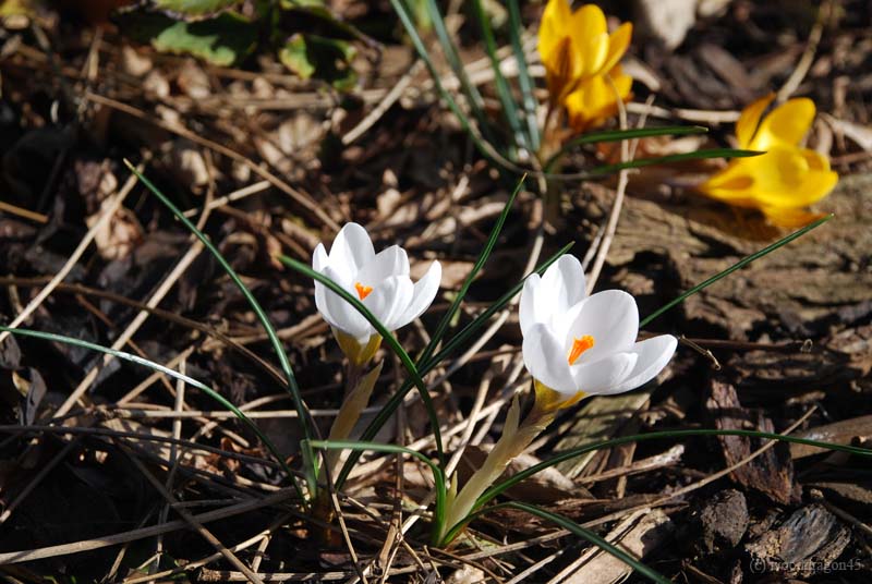 White Flower Twins