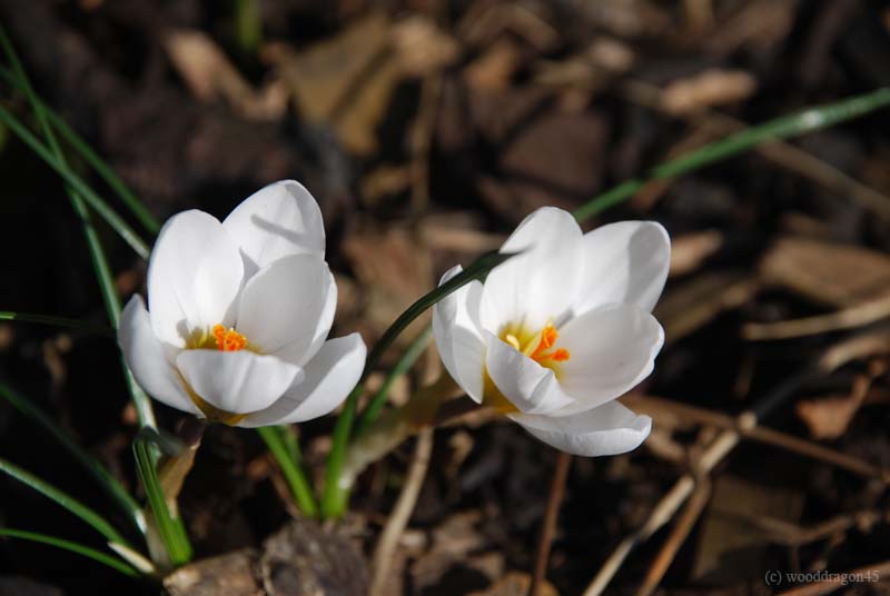 White Flowers