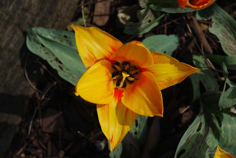 Yellow Lily