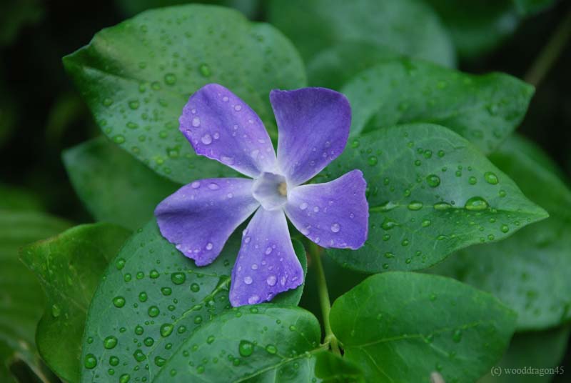 purple flower on green