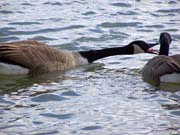 A Peck for the Wife