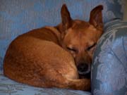 Augie in the Blue Chair