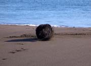 Beach Tumbleweed