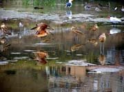 Bird reflections