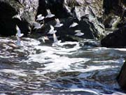 Birds at Dog Beach