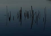 Black Reeds