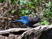 Blue Jay