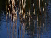 Blue Reeds Reflection