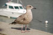 Devon Gull