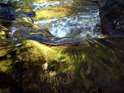 Forest Reflection