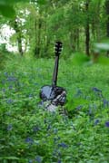 Guitar in Bluebells