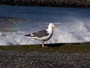 Pacific Gull Two