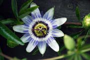 Passion Flower