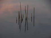 Reeds Clouds