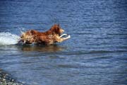 Water Dog