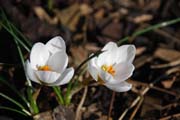 White Flowers