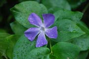 purple flower on green